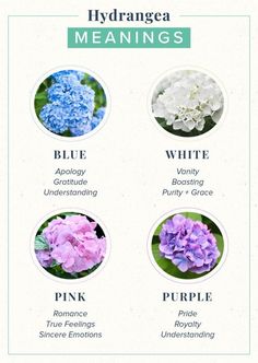 hydrangea flowers with the names and their meanings