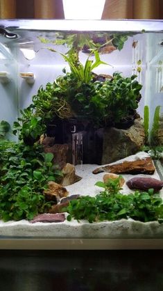 an aquarium filled with plants and rocks