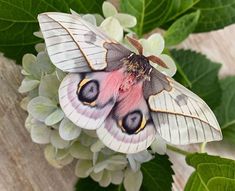 a moth sitting on top of a green leafy plant next to white and gray flowers