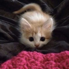 a small kitten laying on top of a blanket