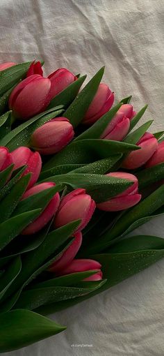 pink tulips with green leaves on a white cloth