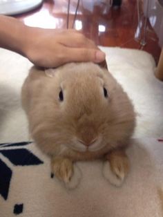 a person petting a small brown rabbit on top of a white rug in a room