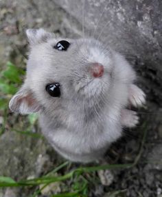 a white hamster looking up at the camera