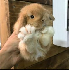 a person holding a brown and white bunny