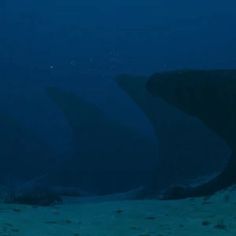 two large sharks swimming in the ocean