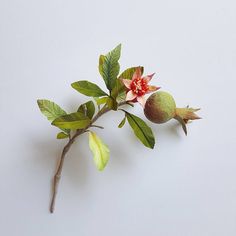 a branch with flowers and leaves on it against a white background that appears to be cut in half