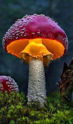 a close up of a mushroom with water droplets on it's cap and moss