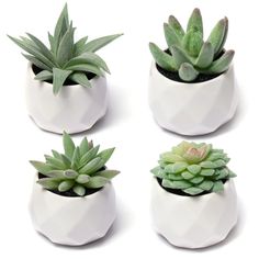 four white ceramic pots with succulents in them