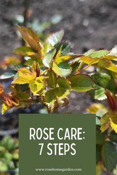 a close up of a plant with the words rose care 7 steps