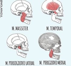 Neck Muscle Anatomy, Mouth Anatomy, Tooth Art, Dental Assistant Study, Dental Hygiene Student, Studying Medicine, Best Instagram Stories, Teeth Dentist, Dental Hygiene School