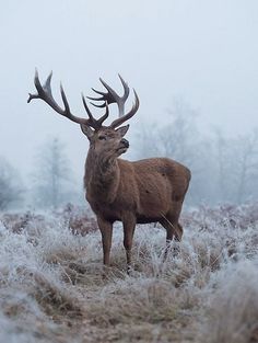 a deer standing in the middle of a field with frost on it's grass