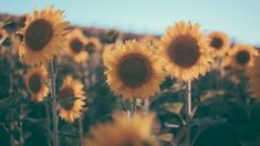 a field full of yellow sunflowers on a sunny day