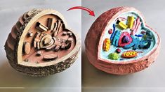 two images show the inside of an egg shell and how it looks like in real life