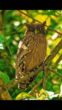 an owl sitting on top of a tree branch