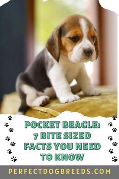 a puppy sitting on top of a bed with the words pocket beagle 7 bite sized facts you need to know