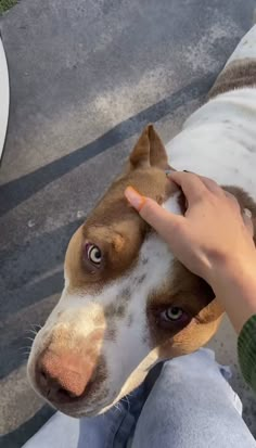 a person petting a brown and white dog