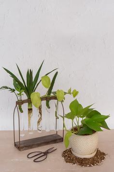 two potted plants sitting on top of a table next to a pair of scissors