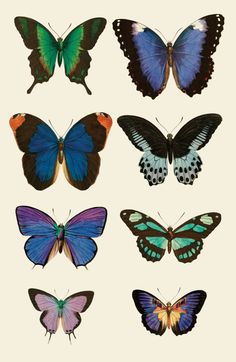 six different butterflies are shown in various colors and sizes, including blue, purple, green,