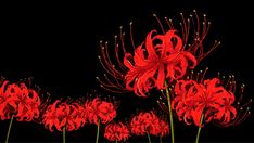 some red flowers on a black background