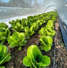 green lettuce plants growing in a greenhouse