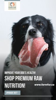 a black and white dog with its mouth open showing raw meat on it's tongue