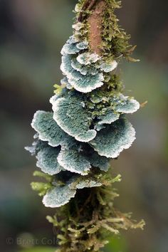 a close up of a plant with moss growing on it