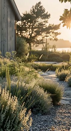 the sun shines brightly through the trees and bushes in front of a house with gravel pathway