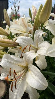 some white flowers with water droplets on them