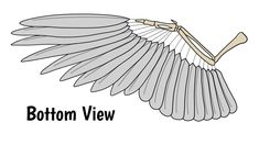 the bottom view of a bird with wings spread out, and text below it reads bottom view