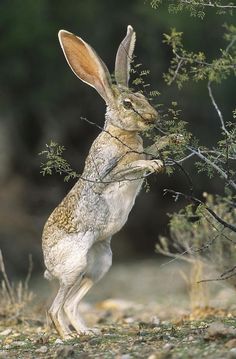 a rabbit is standing on its hind legs and reaching up to grab something out of the ground