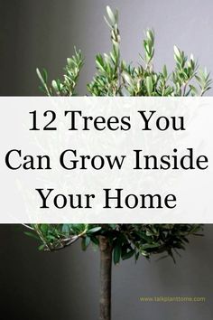 a small tree with the words 12 trees you can grow inside your home