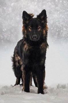 a black and brown dog standing in snow with the words hello on it's side