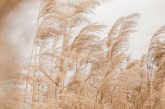 tall grass blowing in the wind on a cloudy day