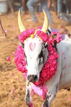 a white cow with horns and pink flowers on it's head in the dirt