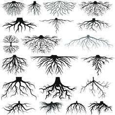 the roots of trees are shown in black and white