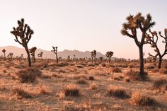 the desert is full of small trees and mountains in the distance, with no leaves on them