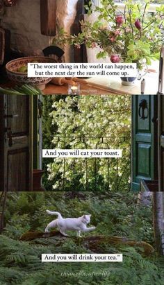 a cat is laying on the ground in front of an open door and some plants