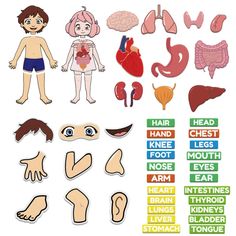 the human body and organs are labeled in different colors