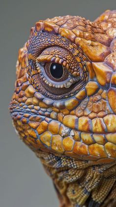 an orange and brown lizard with black eyes looking at the camera while it's close up