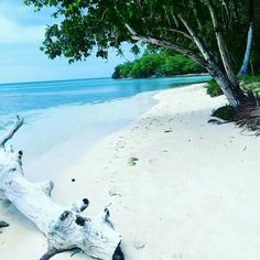 a fallen tree laying on top of a sandy beach next to the ocean with blue water