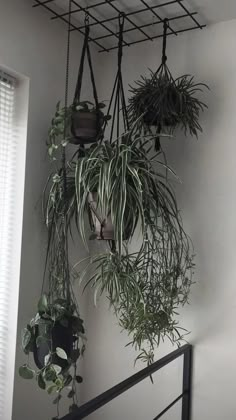 some plants are hanging up on the wall