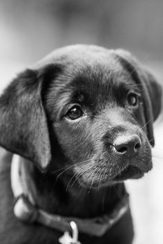 a black and white photo of a dog looking at the camera with an alert look on its face