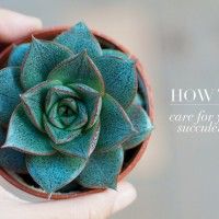 a person holding a small potted plant in their hand with the words how to care for your succulents