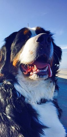 a black and white dog sitting on top of a sandy beach