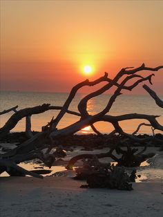 the sun is setting over the ocean with driftwood on the beach