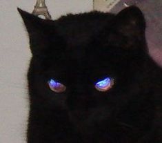 a black cat with glowing blue eyes looking at the camera