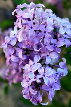 the purple flowers are blooming very close together in the garden or on the tree