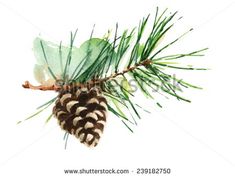 pine cone with green leaves on white background, watercolor painting stock photo - image