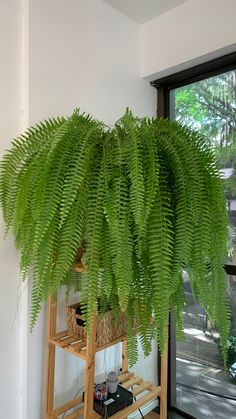 a large green plant sitting on top of a wooden shelf in front of a window