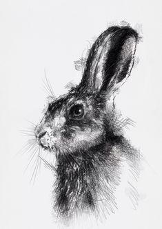 Hare Sketch, Rabbit Sketch, Hare Illustration, History Illustration, Hare Painting, Ink And Wash, Eyes Tattoo, Rabbit Drawing, Animal Drawings Sketches